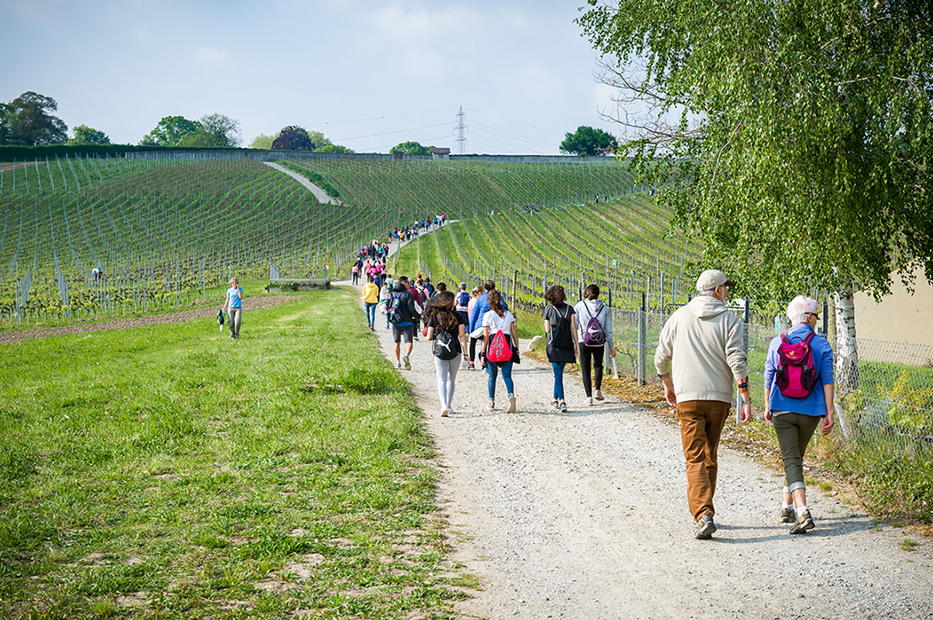 Morges bouge! - dans les vignes